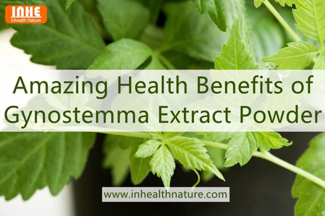 Amazing Health Benefits of Gynostemma Extract Powder
